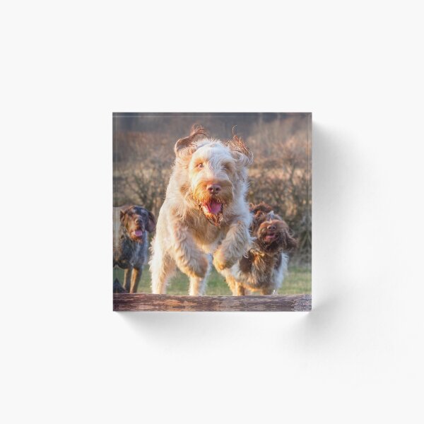 Joyful jumping a log Spinone Acrylic Block