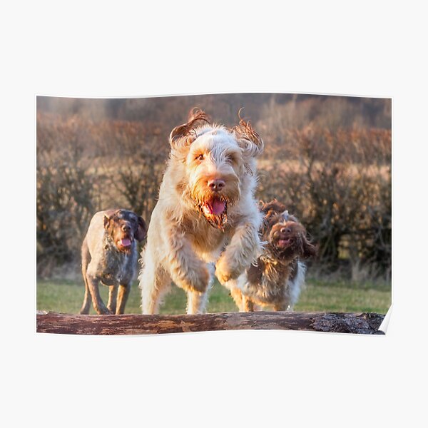 Joyful jumping a log Spinone Poster