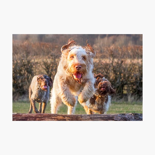 Joyful jumping a log Spinone Photographic Print