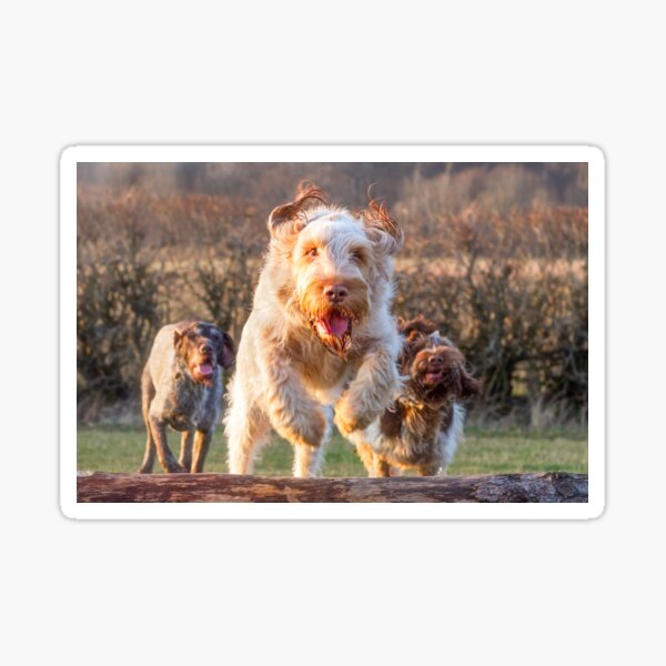 Joyful jumping a log Spinone Sticker