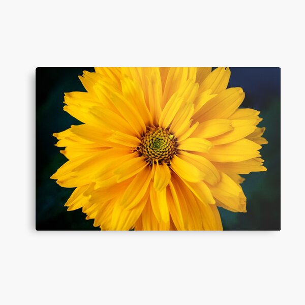 False Sunflower Metal Print