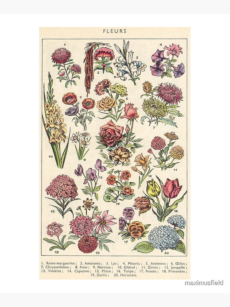 vintage flowers by maximusfield