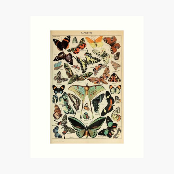 vintage butterflies and moths Art Print