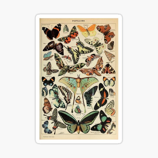 vintage butterflies and moths Sticker