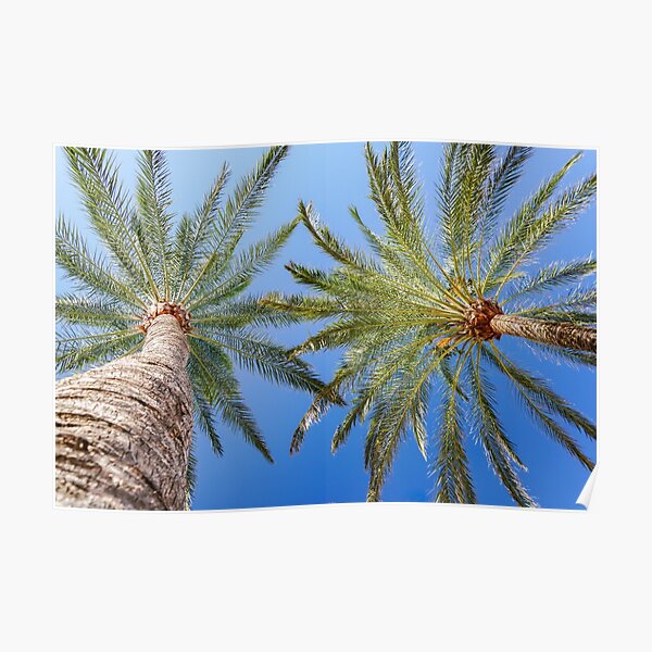 Palm Trees I Poster