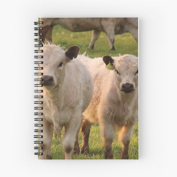 Item preview, Sweet friendly curious cows designed and sold by Trine.
