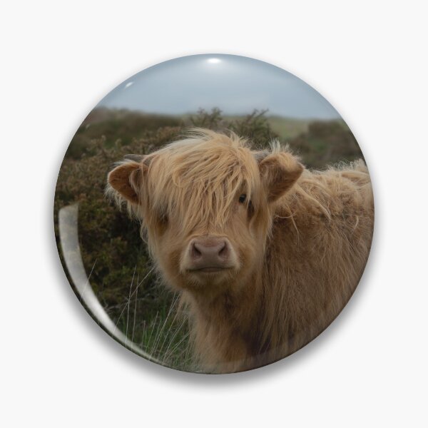 Item preview, Baby Highland Cow designed and sold by rawshutterbug.