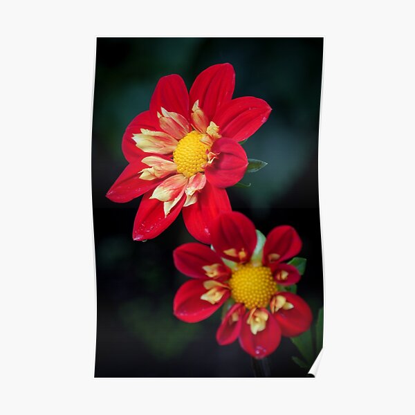 Flowers I Poster