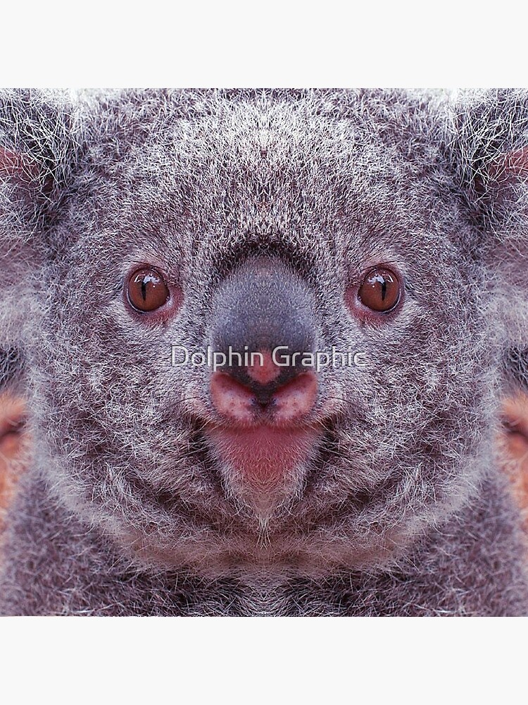 Koala Bear Fun Face Cute wild Animals Gifts Koala Bear Fun Face Cute wild Animals Gifts