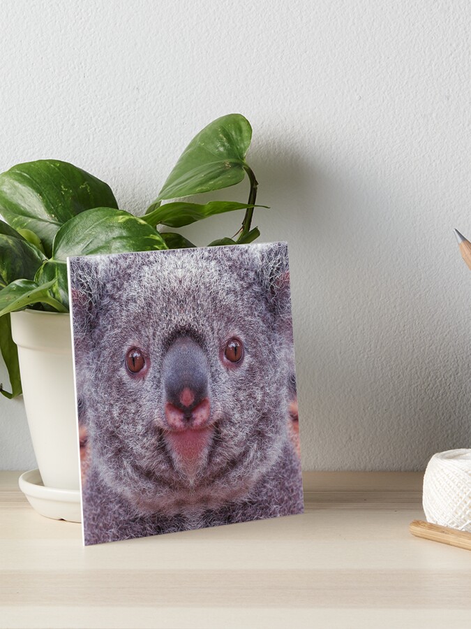 Koala Bear Gifts