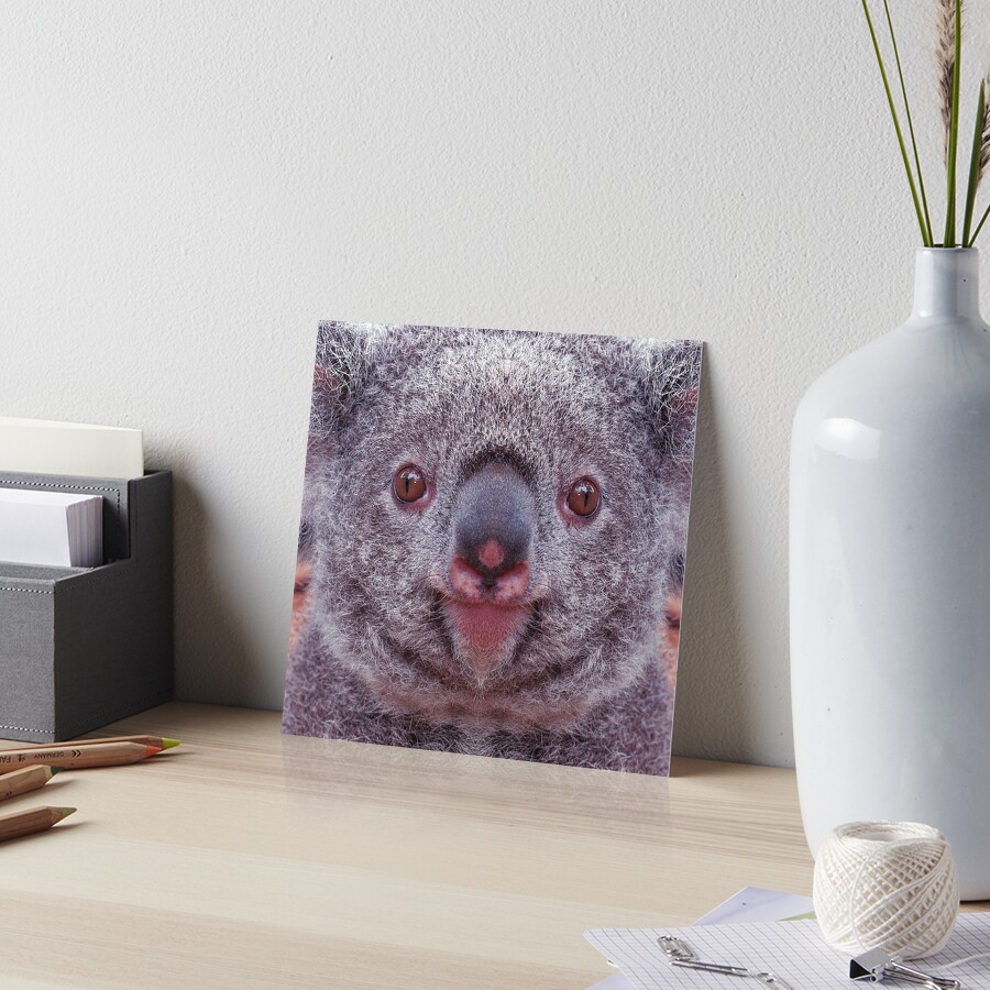 Koala Bear Animal Graphic Gifts For Koala Lovers by Fancy Lifestyle Art