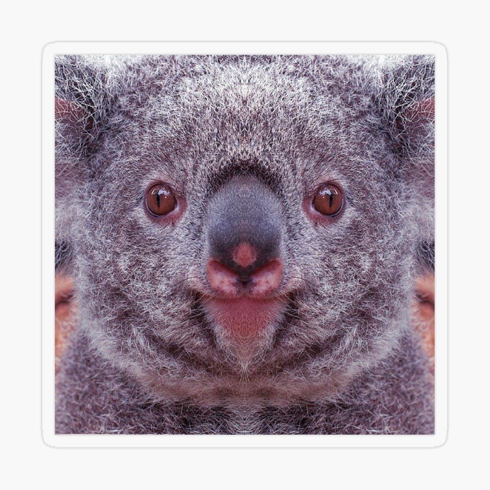 Koala Bear Animal Graphic Gifts For Koala Lovers Digital Art by Fancy  Lifestyle Art - Fine Art America, Koala Gifts 