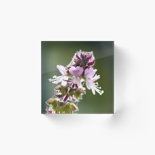 Flower in the Morning Acrylic Block