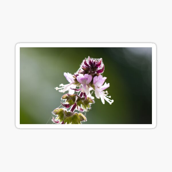 Flower in the Morning Sticker