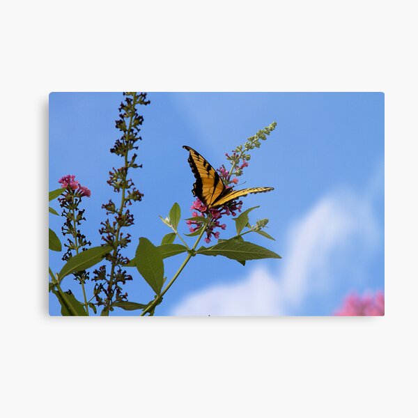 Yellow Swallowtail Butterfly Metal Print