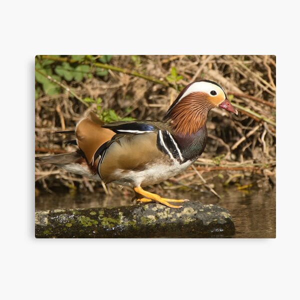 Aperçu de l'œuvre Canard mandarin créée et vendue par Derren Jones.
