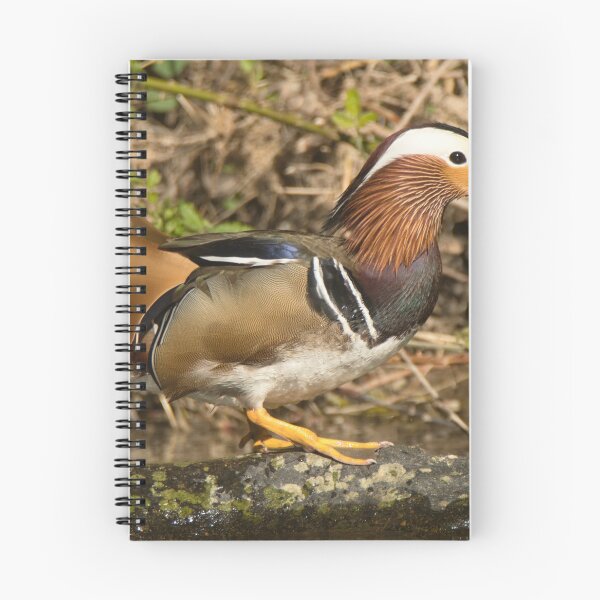 Item preview, Mandarin Duck designed and sold by Derren Jones.