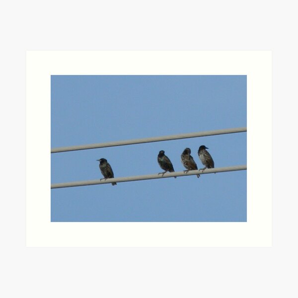 Item preview, European Starling Morning Grooming designed and sold by Navigator.