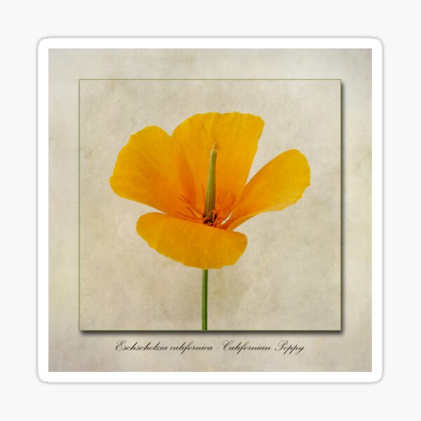 Item preview, Eschscholzia californica  Californian Poppy designed and sold by Creative by Design.