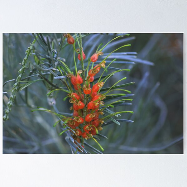 Item preview, Grevillea stenomera designed and sold by andrachne.