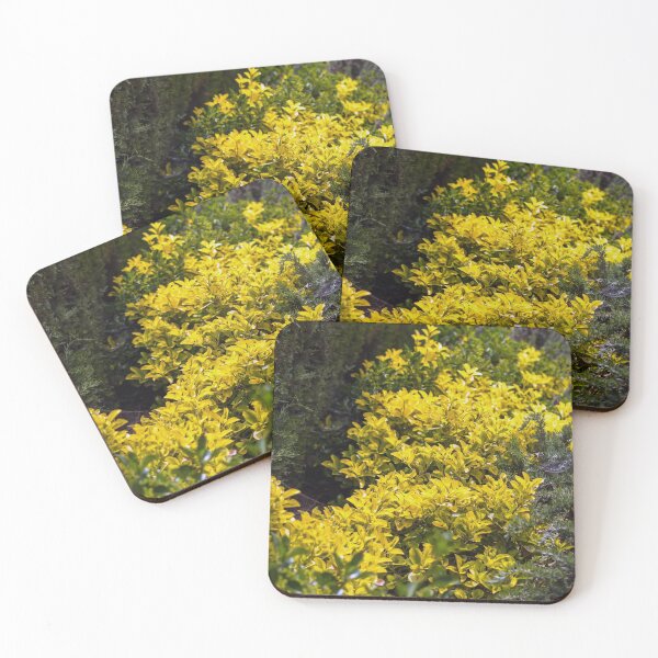 Item preview, Golden euonymus shrub designed and sold by lena-maximova.