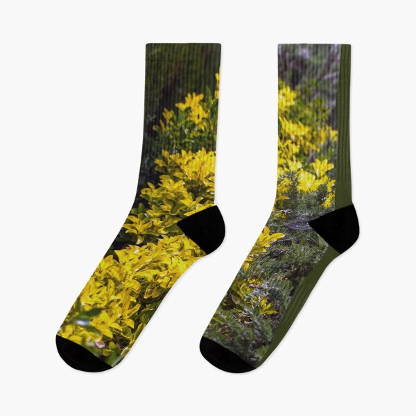Item preview, Golden euonymus shrub designed and sold by lena-maximova.