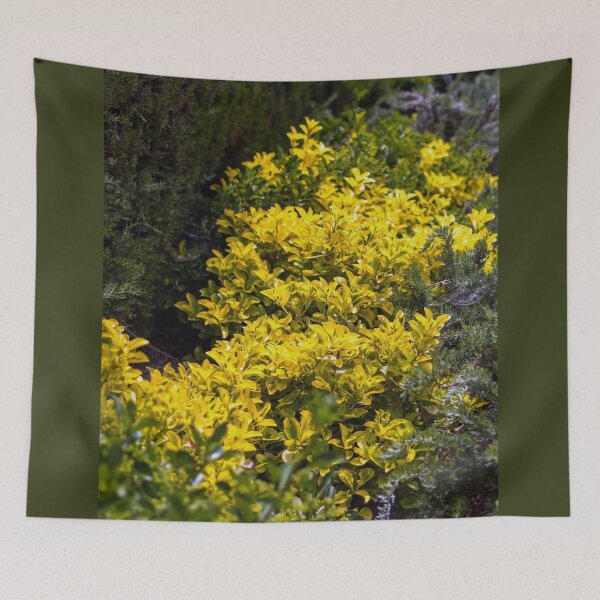Item preview, Golden euonymus shrub designed and sold by lena-maximova.