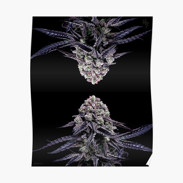 Miracle Alien Cookies - Higher Grade Poster