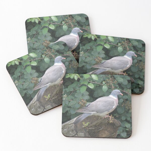 Aperçu de l'œuvre ailes grises et tête bleuâtre avec un bec orange et des pieds roses. Ils sont plus gros qu'un pigeon sauvage et ont un collier blanc autour du cou. Il y a des ronces en arrière-plan. créée et vendue par naturegallery.