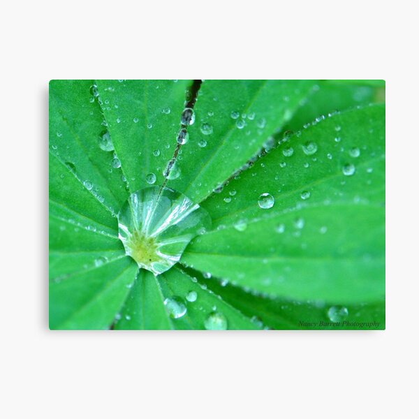 Lupine After the Rain Canvas Print