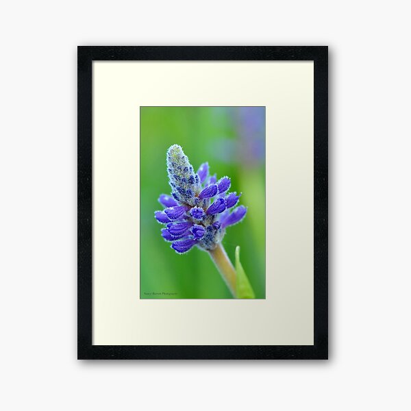 Pickerelweed Portrait Framed Art Print