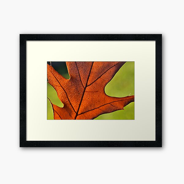 Framed Print