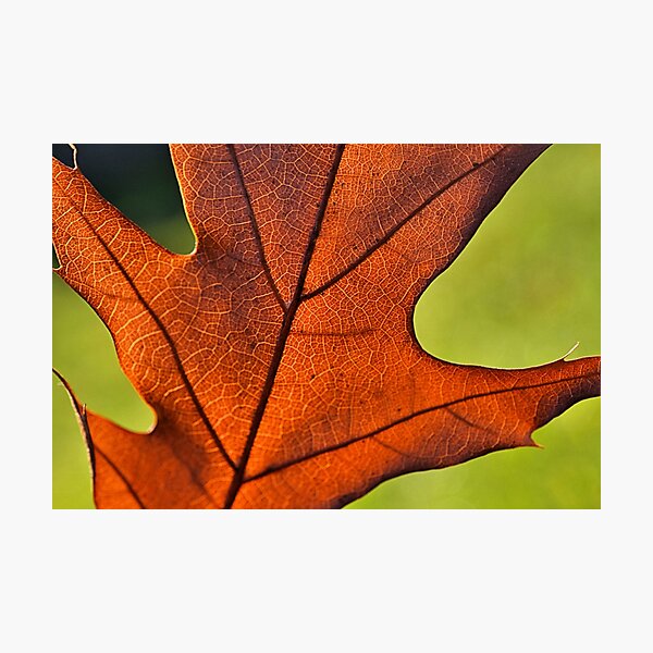 Photographic Print