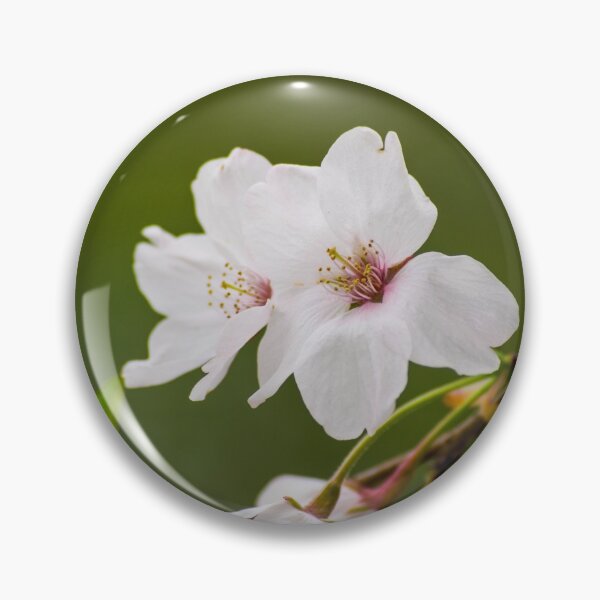 Item preview, Cherry Blossom on a Tree Branch designed and sold by bittervictory.