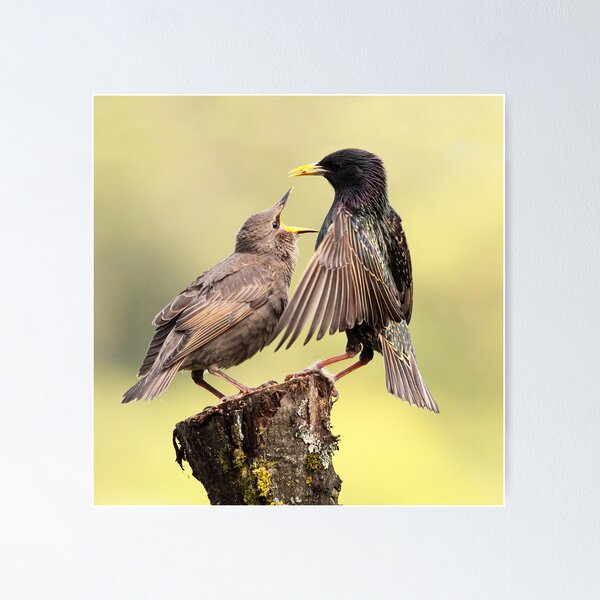 Item preview, Starlings designed and sold by Grant Glendinning.