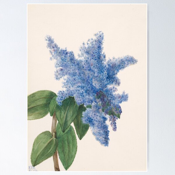 Item preview, California Lilac Vintage Botanical Print, Mary Vaux Walcott designed and sold by Vintage Wall Art.