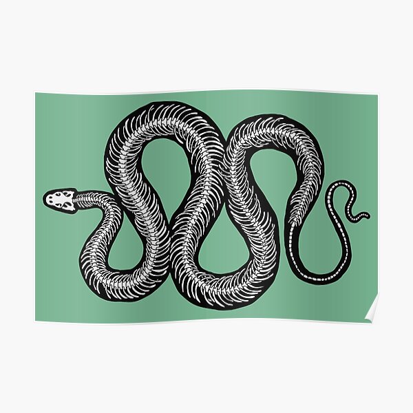 "Snake Anatomy" Poster for Sale by conortravers Redbubble