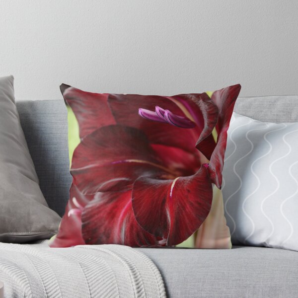 Item preview, Gladiolus  'Espresso'  Sword lily  designed and sold by Chris Burrows.