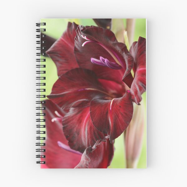 Item preview, Gladiolus  'Espresso'  Sword lily  designed and sold by Chris Burrows.