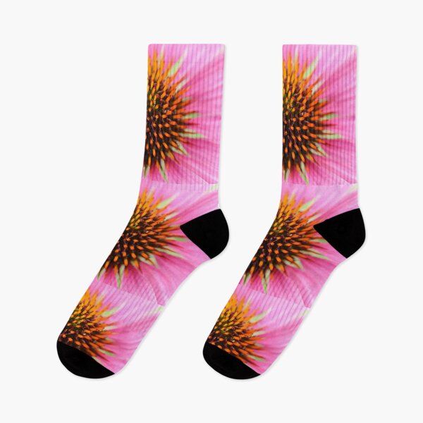 Item preview, Echinacea purpurea  Primadonna  Pink flowered  Cone flower designed and sold by Chris Burrows.