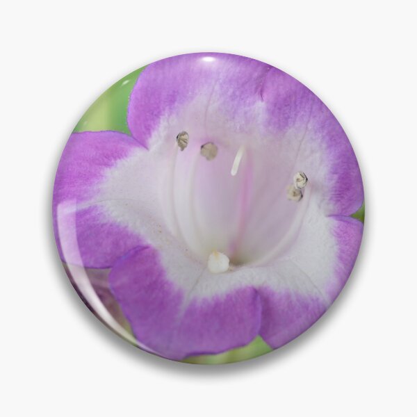 Item preview, Penstemon  'Pensham Czar'  Beardtongue  syn.  'Czar'   designed and sold by Chris Burrows.