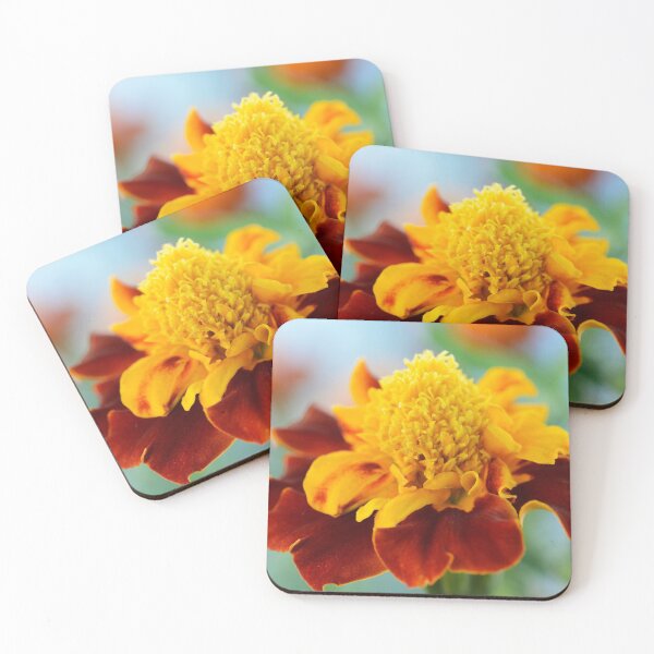 Item preview, Tagetes patula  'Mowgli Bicolour'  Dwarf French marigold designed and sold by Chris Burrows.