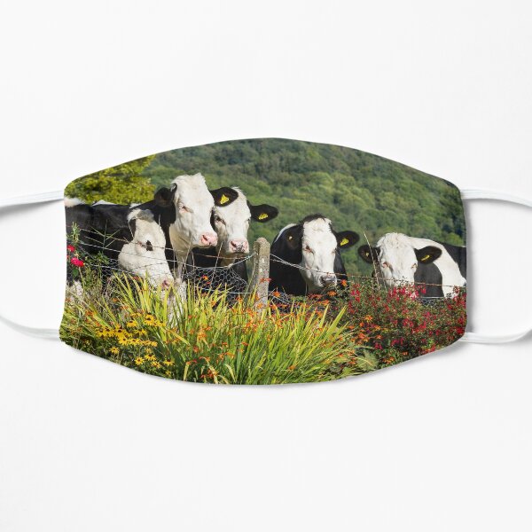 Hereford Holstein Cross Cattle Flat Mask