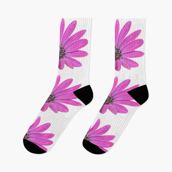 Item preview, Osteospermum  'Sunny Mary'  African Daisy  Sunny Series  designed and sold by Chris Burrows.