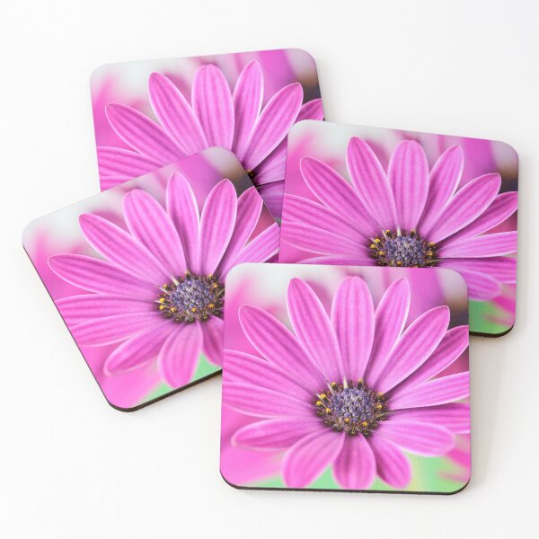 Item preview, Osteospermum  'Sunny Mary'  African Daisy  Sunny Series  designed and sold by Chris Burrows.