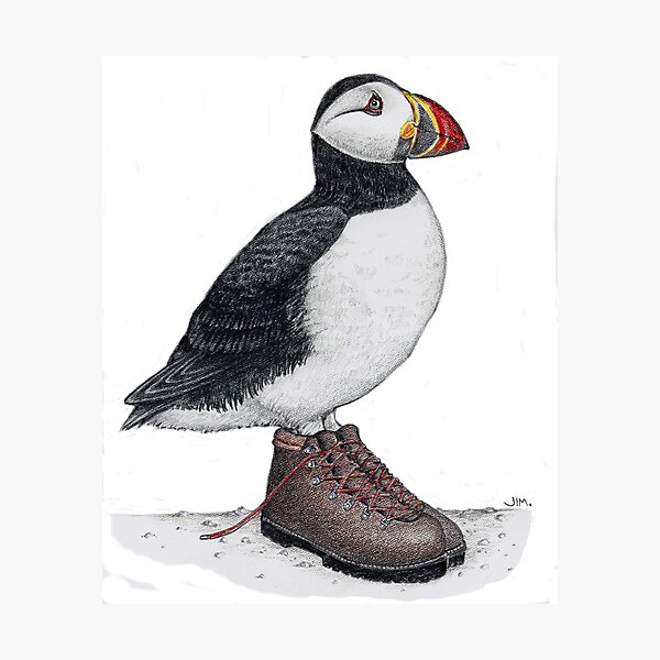 Puffin in hiking boots Photographic Print