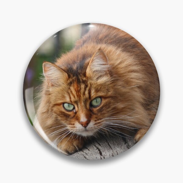 Item preview, Crouching cat designed and sold by GreyFeatherPhot.
