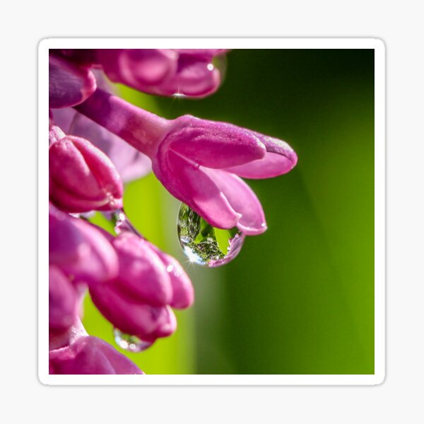 Lilac Raindrop Sticker