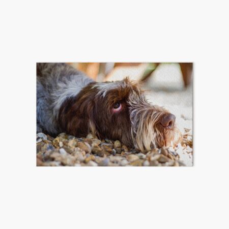 Looking up Spinone Art Board Print