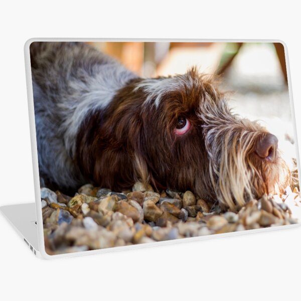 Looking up Spinone Laptop Skin